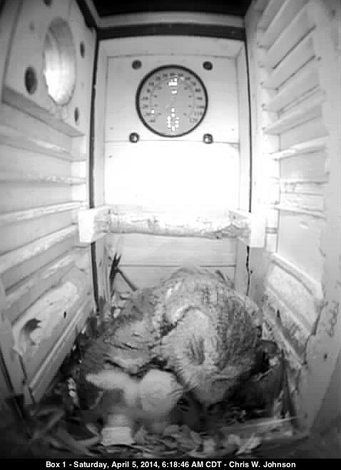 An unusually clear image of owlet feeding.