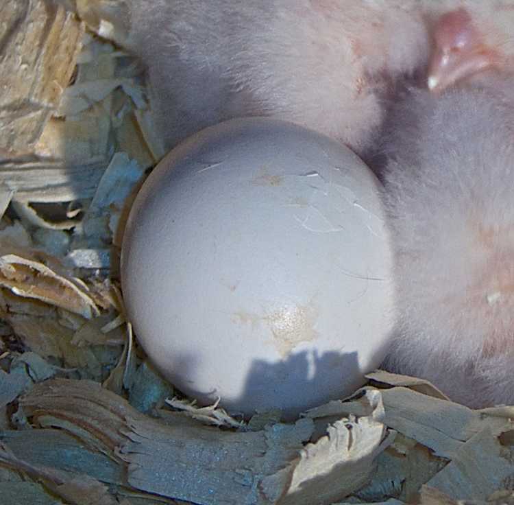 Egg no. 4 with cracks in shell indicating that hatching has begun.