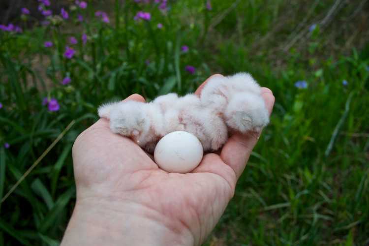 All three hatchlings and egg no. 4 in hand.