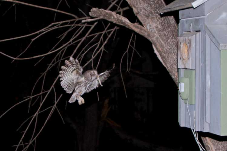 Eastern screech owl delivering food to its nest.