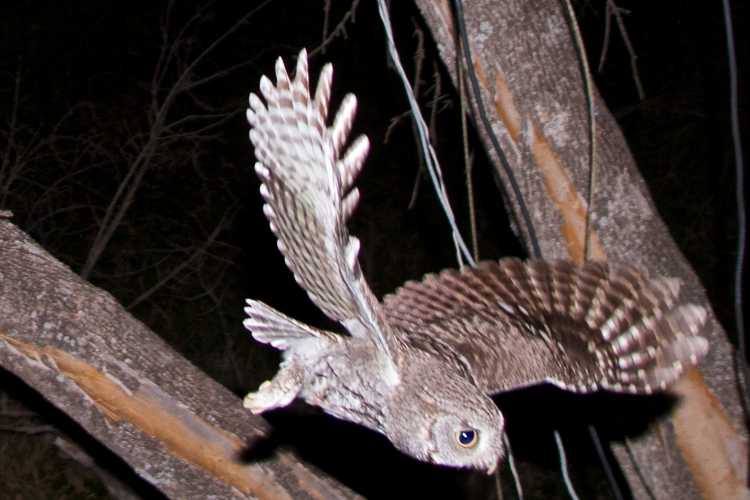 Eastern screech owl in flight.