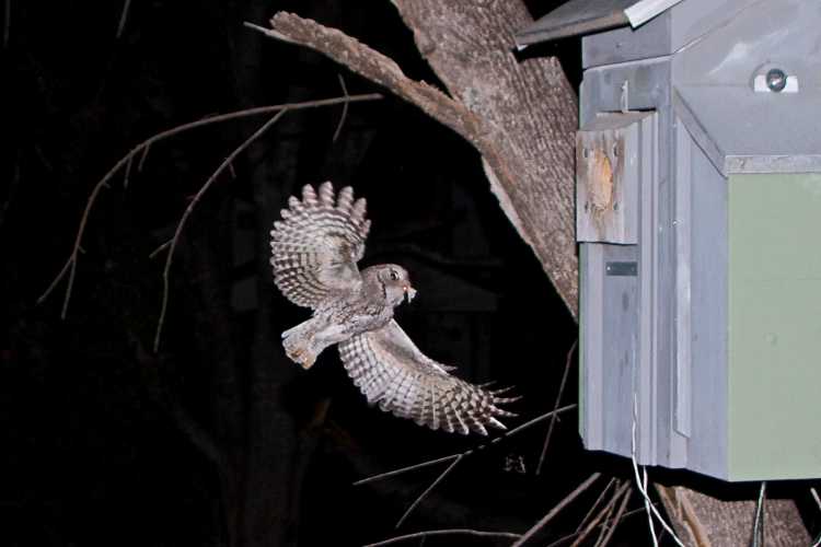 Eastern screech owl approaching nest with a food delivery.