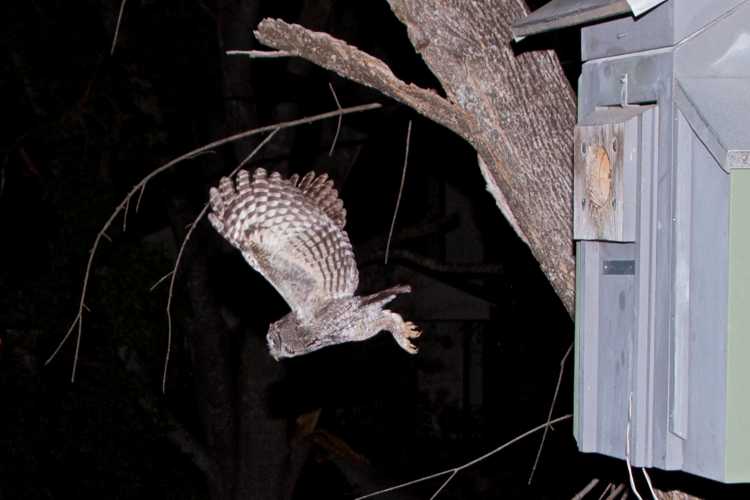 Eastern screech owl approaching nest with a food delivery.