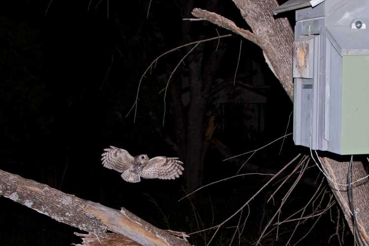Eastern screech owl leaving the nest after a food delivery.
