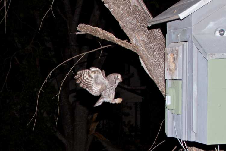 Eastern screech owl approaching nest with a food delivery.