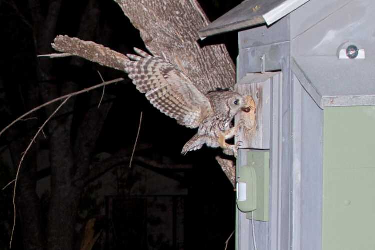 Eastern screech owl delivering a June bug to its nest.