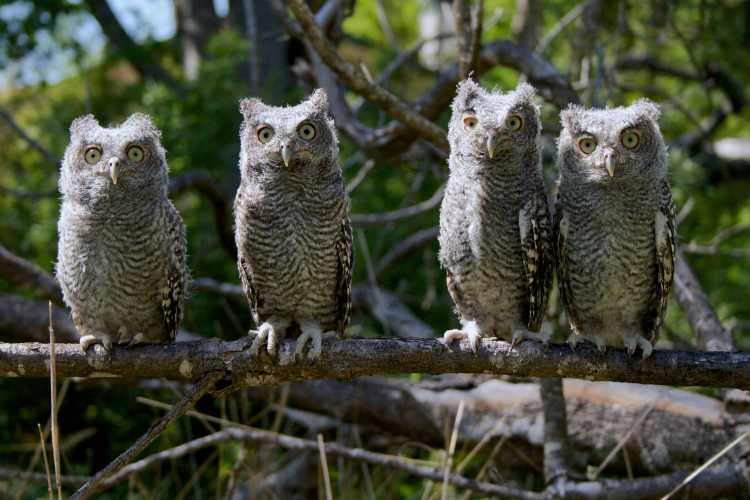 Four eastern screech owl owlets, soon to branch.