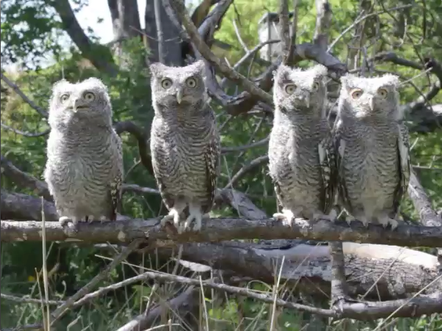 The Movie: Four eastern screech owl owlets, soon to branch.