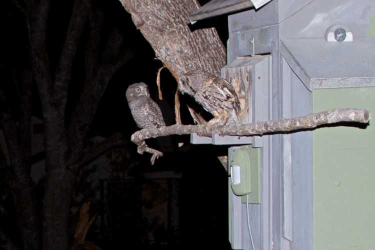 Eastern screech owl owlet shortly after leaving the nest, with adult perched alongside.