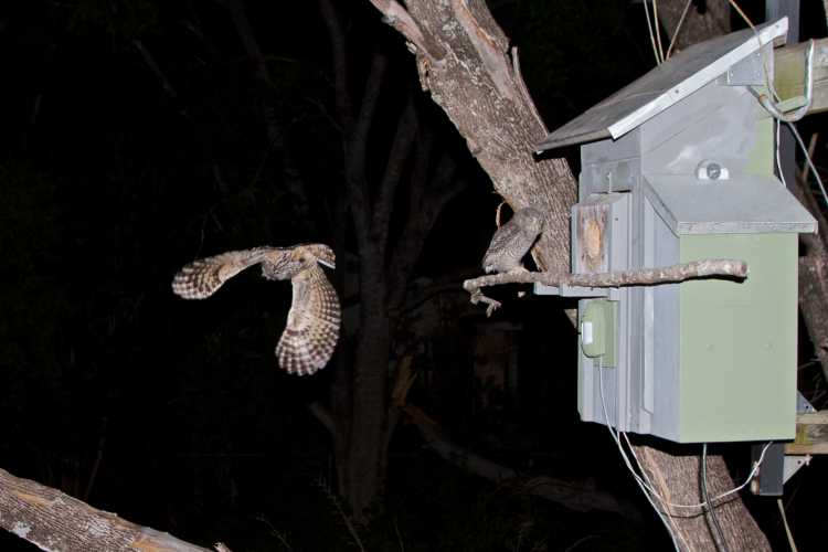 Eastern screech owl owlet shortly after leaving the nest, with adult flying away after food delivery.