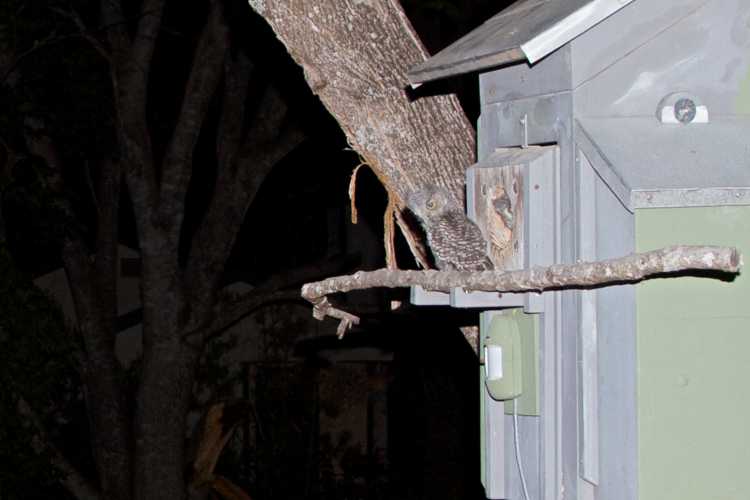 Eastern screech owl owlet shortly after leaving the nest, with adult flying away after food delivery.