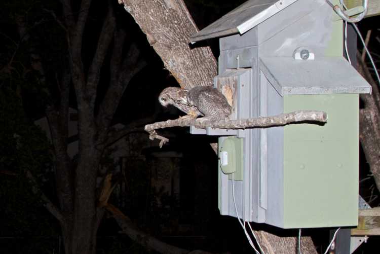 Eastern screech owl owlet shortly after leaving the nest, with adult flying away after food delivery.