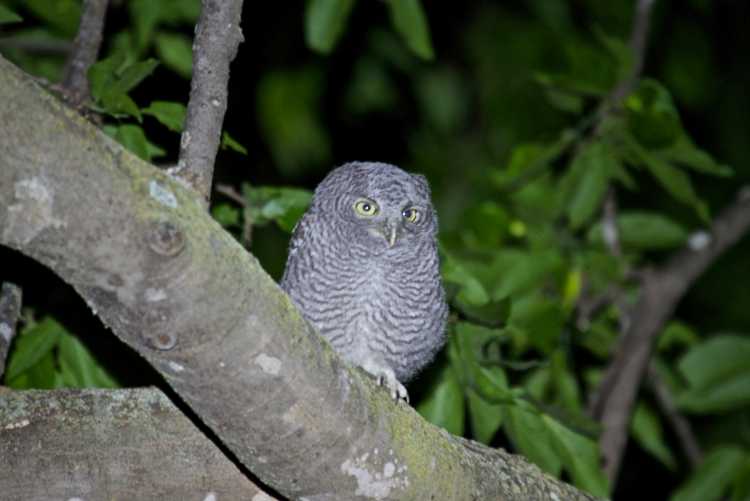 Owlet perched in tree waiting to be fed.