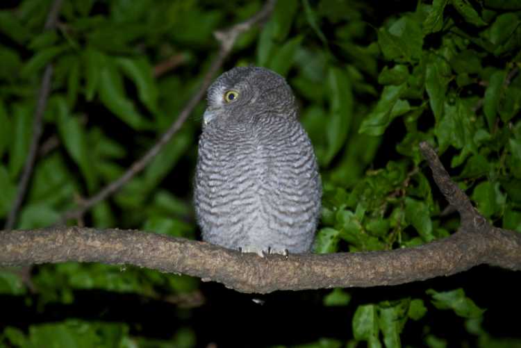 Another owlet perched in the same tree, also waiting to be fed.