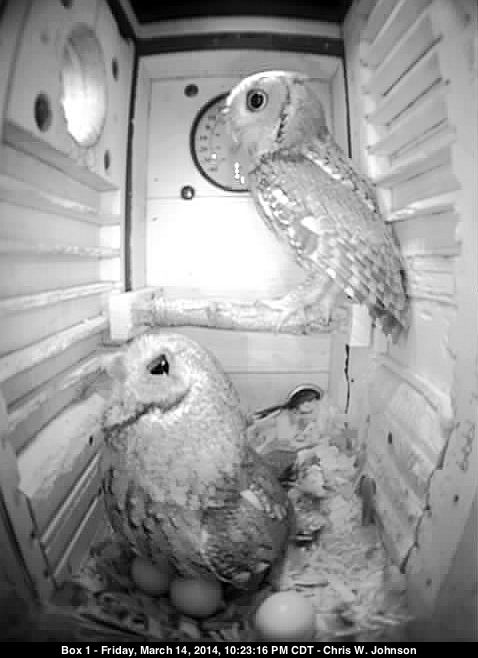 Mme. Owl and her mate, and one egg still being exlcuded.
