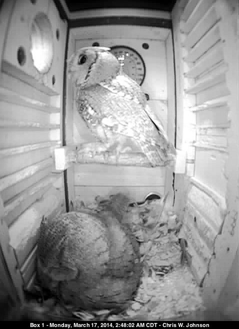 Male (above), female (brooding eggs) after a food delivery.