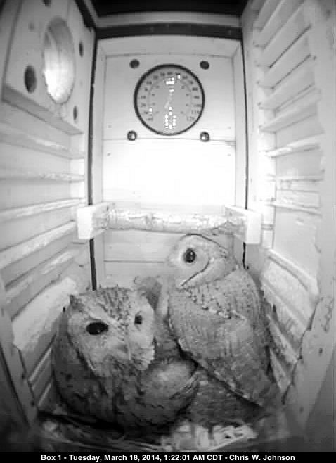 Female (left) and male (right) on the floor of the nest box after a food delivery.