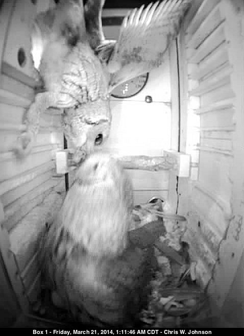 Male (above) delivers food to his mate (below).