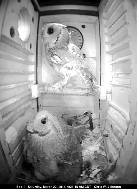 Male (above) after delivering food to his mate (below).