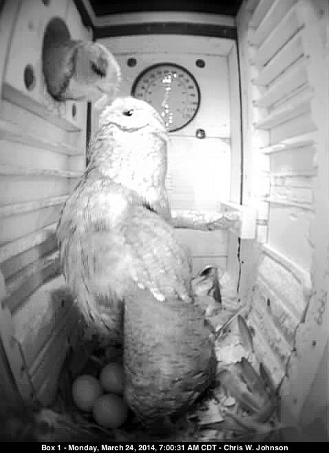 Mme. Owl reaches up to her mate to receive a food delivery.