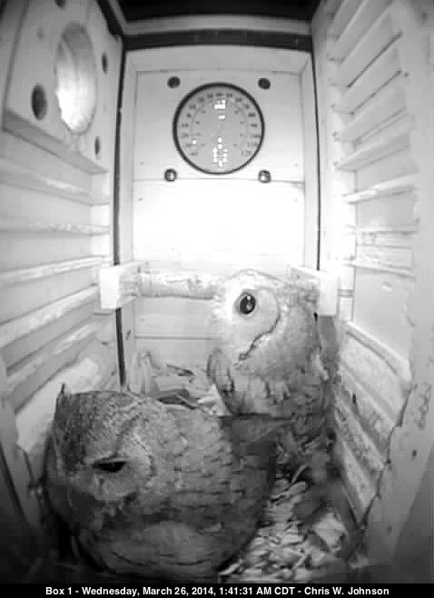 Aftermath of a food delivery, Mme. Owl broods the eggs, Mr. Owl prepares to return to the hunt.