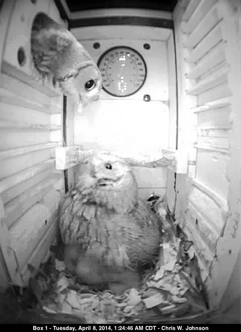 Male owl delivers a june bug to female owl.