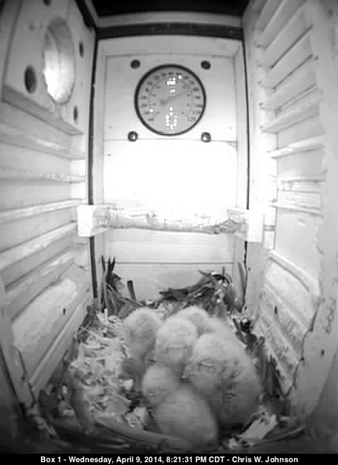 Five owlets sit waiting for the next food delivery.
