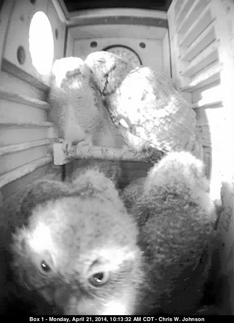 Owlet on perch is preened by Mom.