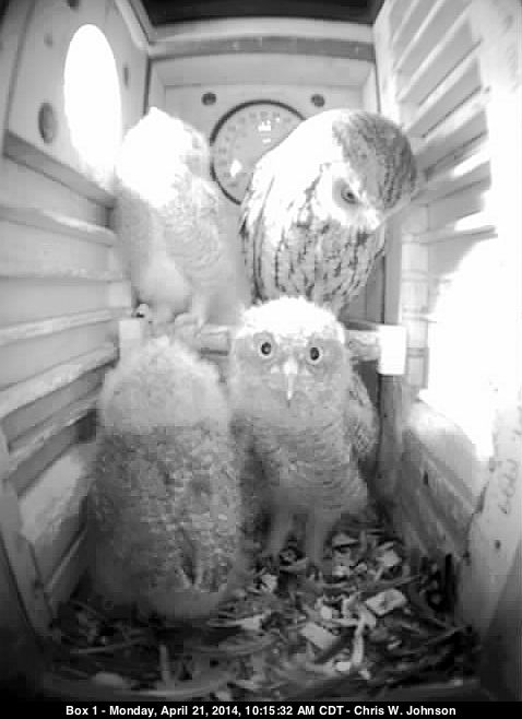 More of the owlet on the perch, etc.