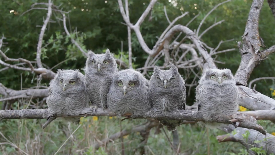 First of two owlet movies for 2014.